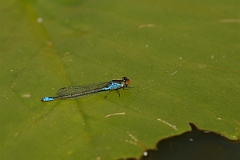David Plant Photography - Wildlife Photography - Small red-eyed damselfly - C